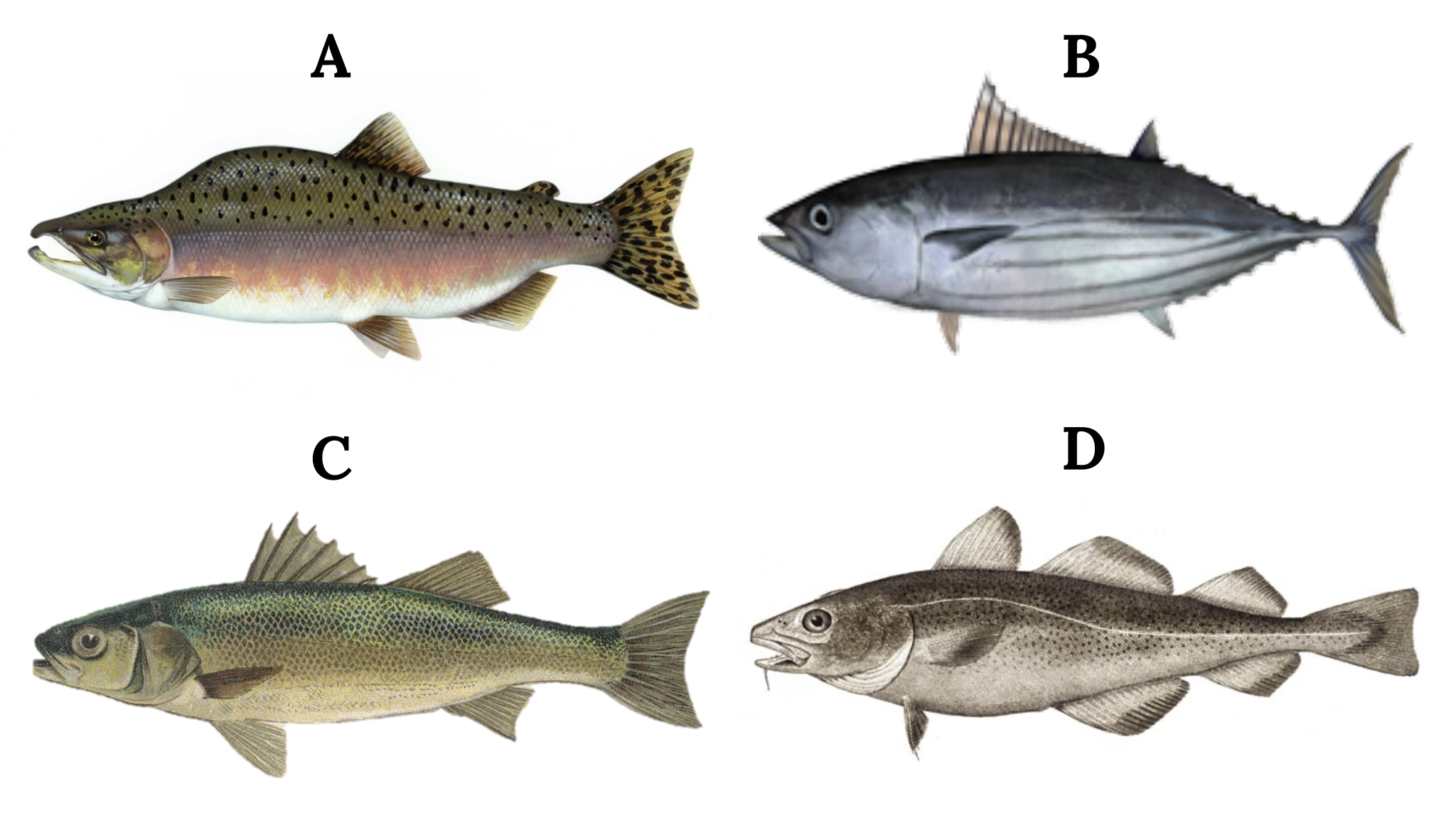 Pink salmon (bright greenish-blue on top and silvery on its sides), skipjack tuna (streamlined body that is mostly without scales; their backs are dark purple-blue and their lower sides and bellies are silver with four to six dark bands), European sea bass (silvery gray to bluish on the back, silvery on the sides, and white on the belly; elongated body, larger scales, and a stripe down their sides), and Atlantic Cod (heavy-bodied with a large head, blunt snout, and a distinct barbel under the lower jaw).